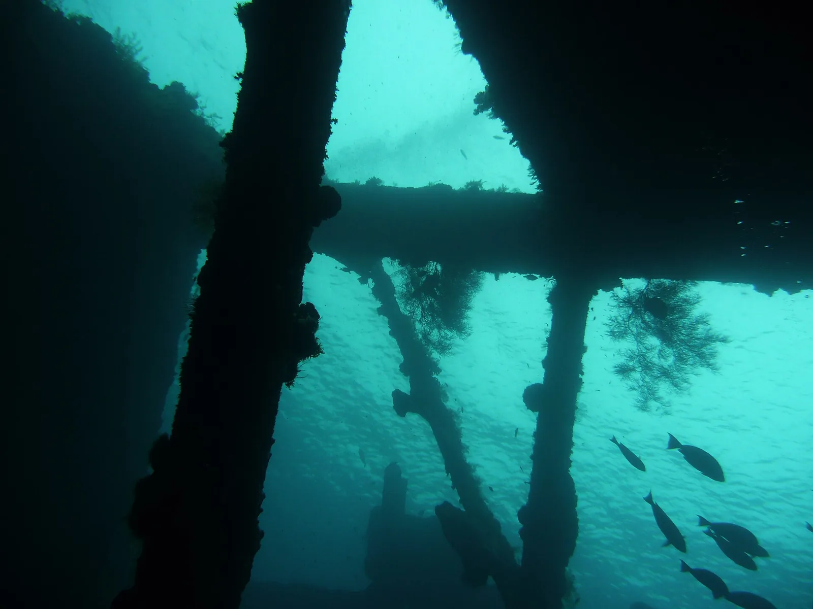 Looking up through the collapsing cargo hold of the USAT Liberty shipwreck at Tulamben, Bali, with fish in silhouette