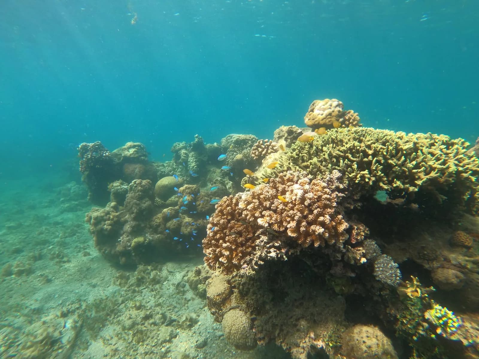 Shallow coral reef with small blue and yellow fish, the kind of water you snorkel at Blue Lagoon, Padang Bai