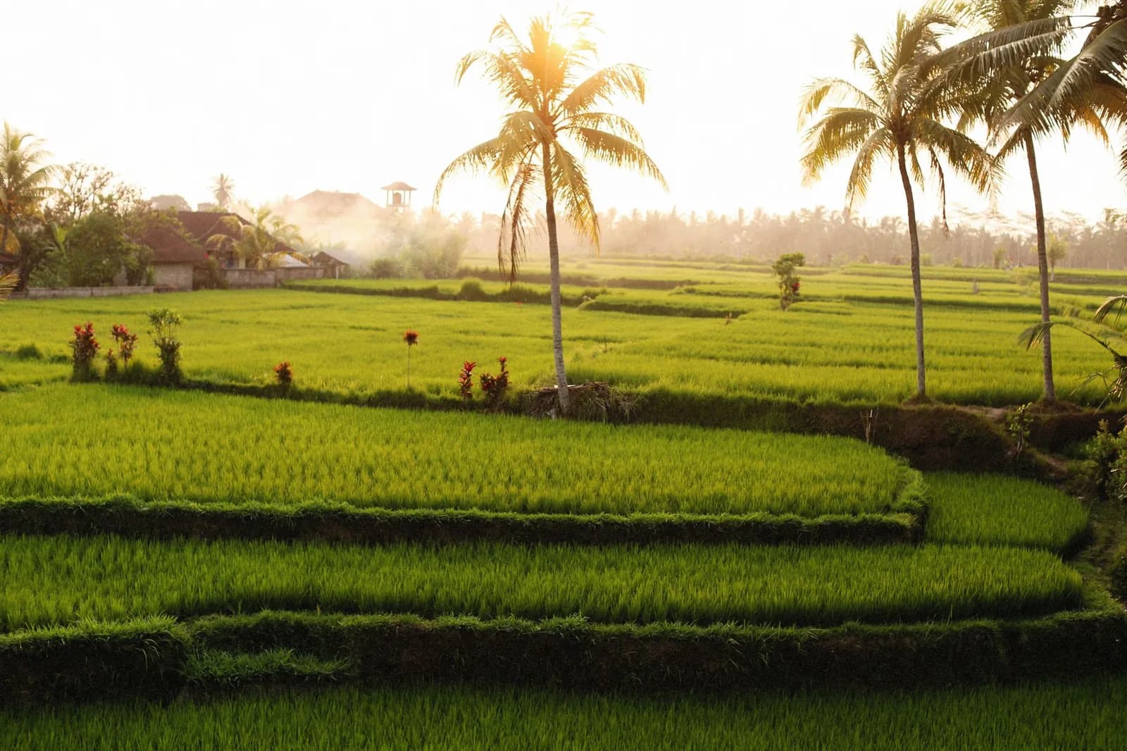 Green rice paddies and palms behind a Balinese family compound in the countryside inland of Pererenan, Bali