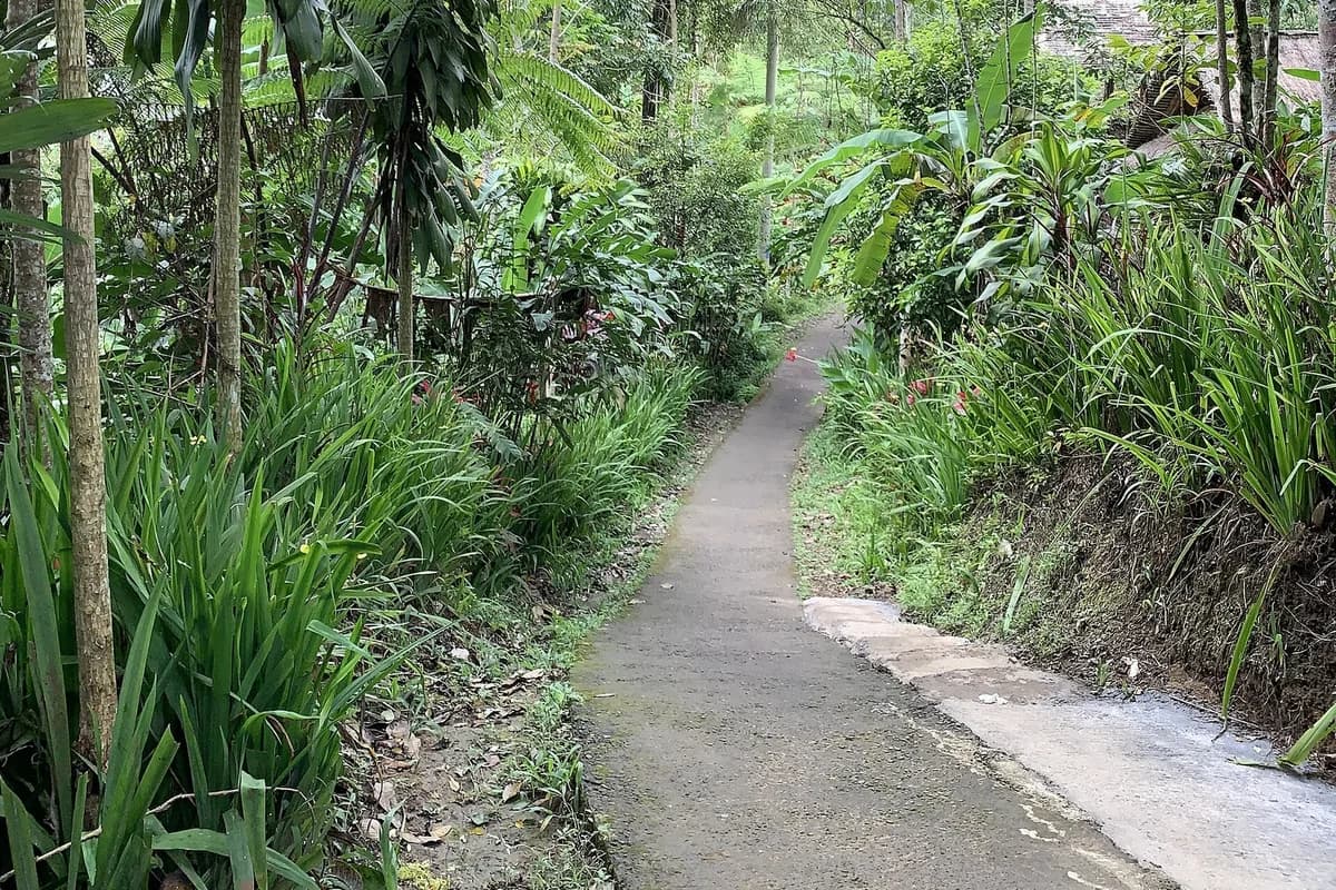 Concrete footpath winding through tropical vegetation on the way down to Banyumala Waterfall, Wanagiri, north Bali