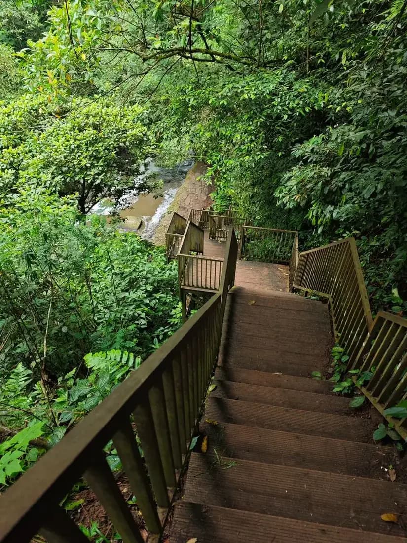 A steep wooden staircase descending through wet jungle towards a brown, sediment loaded river