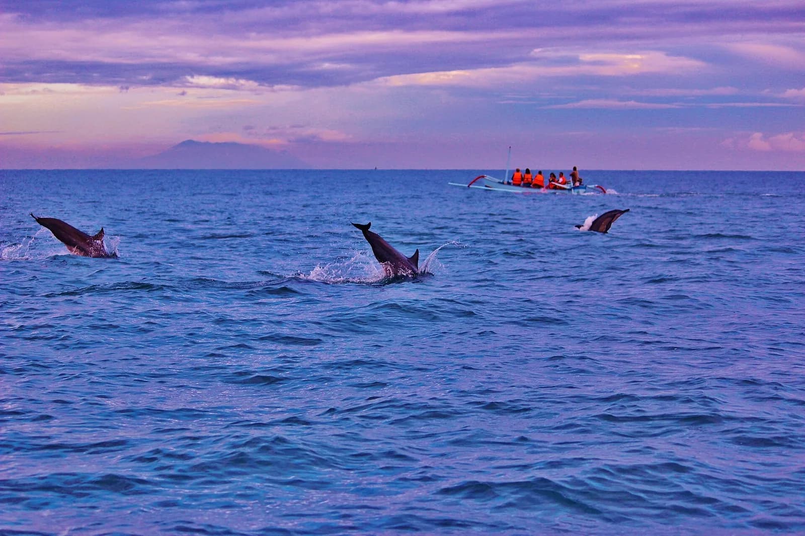 Dolphins leaping at sea off Lovina with a jukung full of tourists on the horizon, Bali