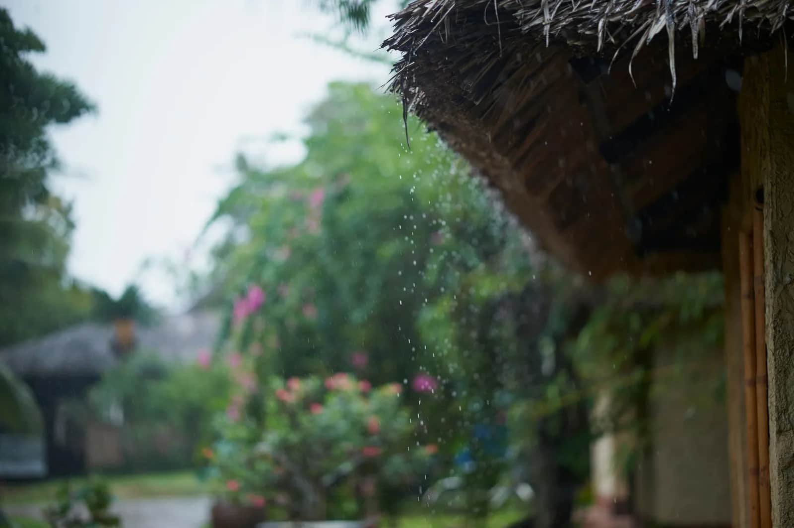 Rain running off the edge of a thatched roof onto a tropical garden