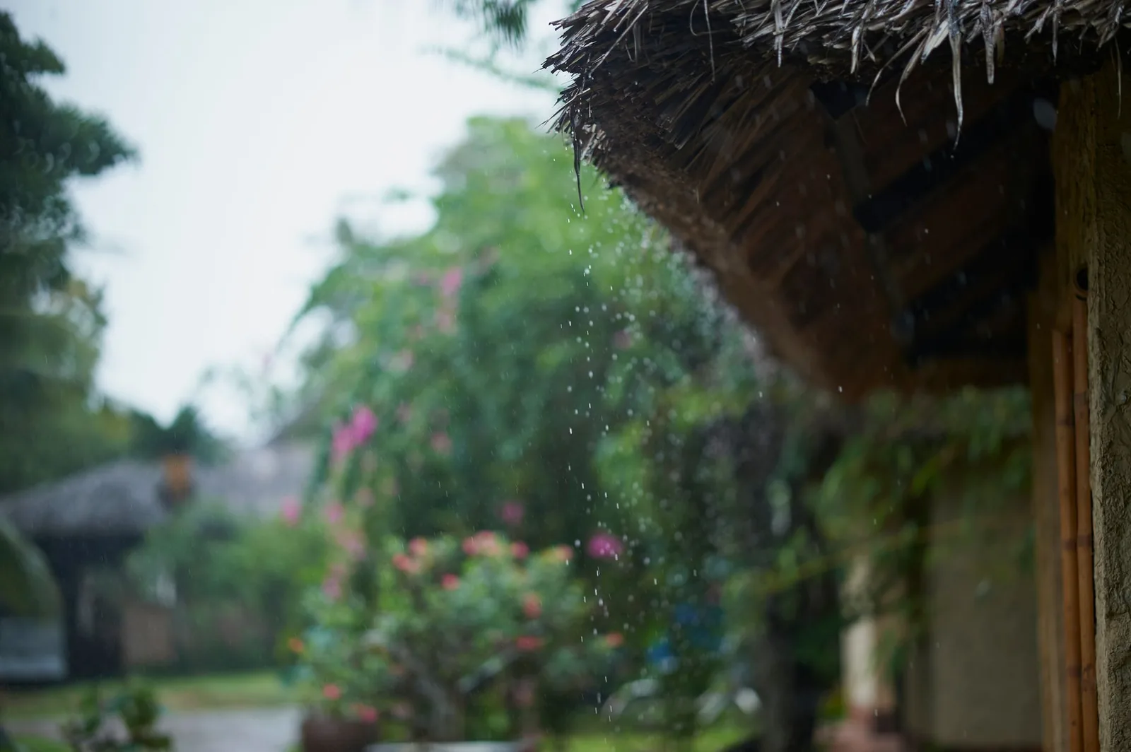 Rain running off the edge of a thatched roof onto a tropical garden