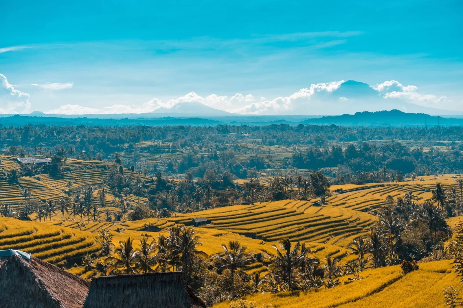 Terraced rice fields and volcanoes on the horizon under a clear dry season sky in Bali