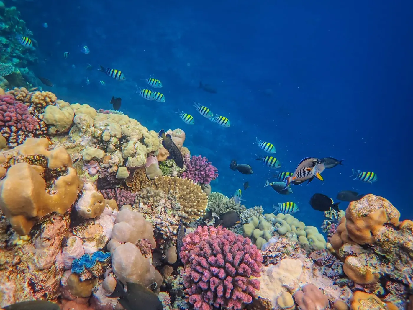 Shoal of fish over hard coral in shallow clear water at Gamat Bay, Nusa Penida