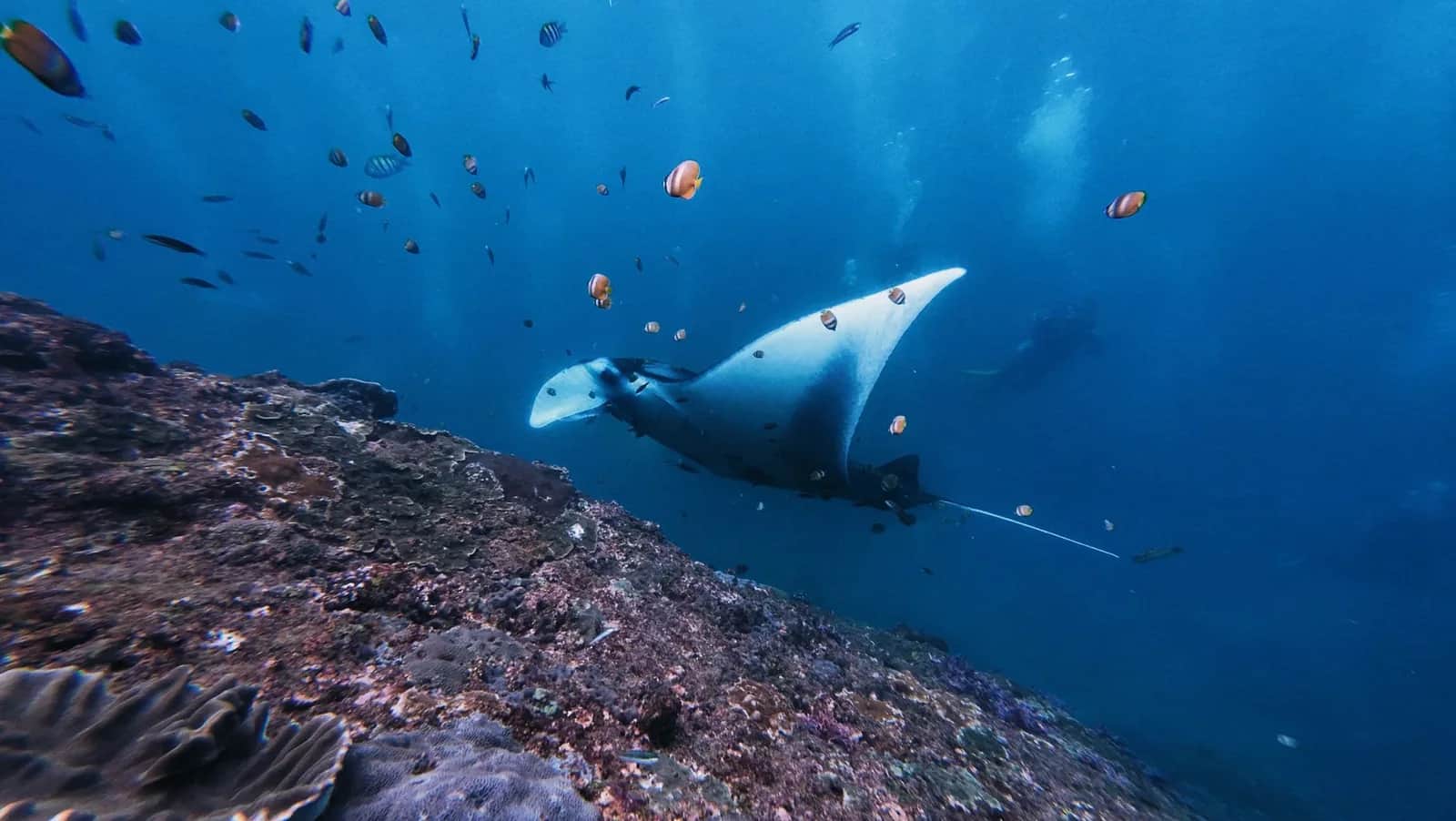 Manta ray gliding over the reef among tropical fish at Manta Point, Nusa Penida