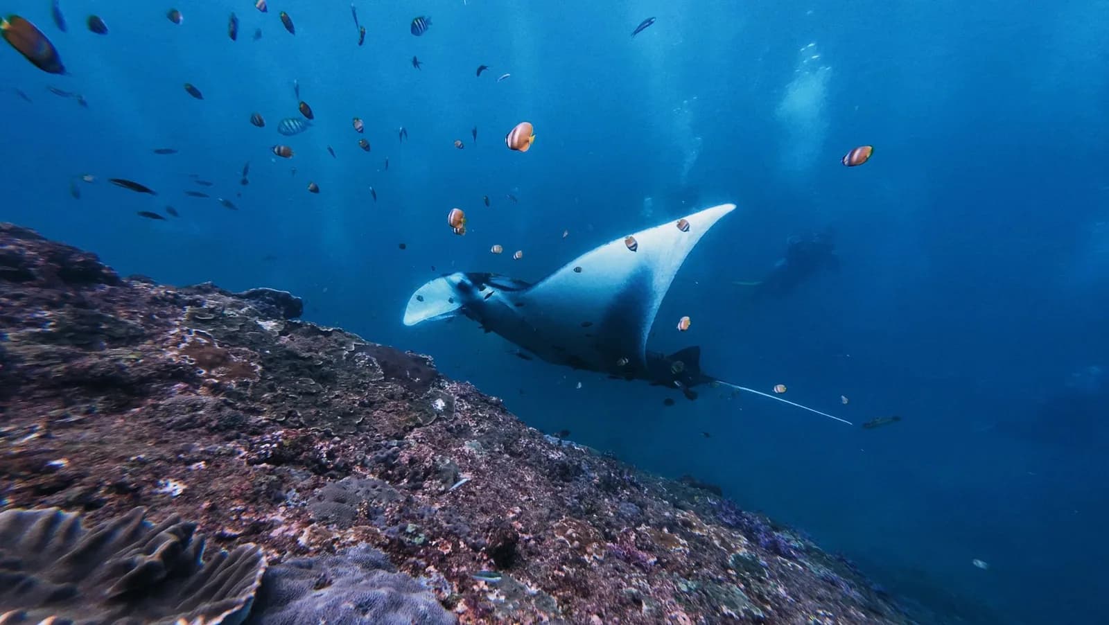 Manta ray gliding over the reef among tropical fish at Manta Point, Nusa Penida