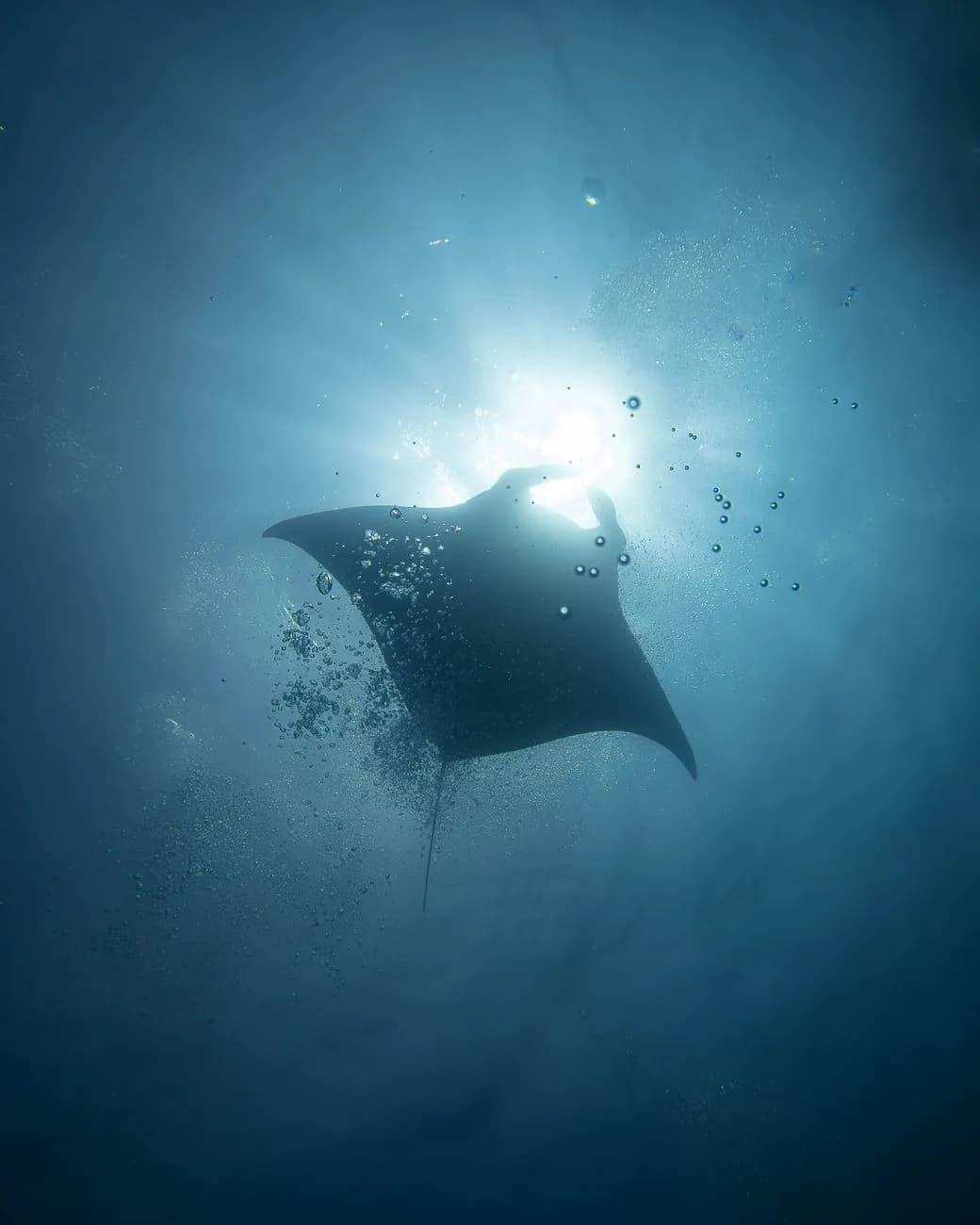 Manta ray silhouetted against the sun above a diver's bubbles at Nusa Penida