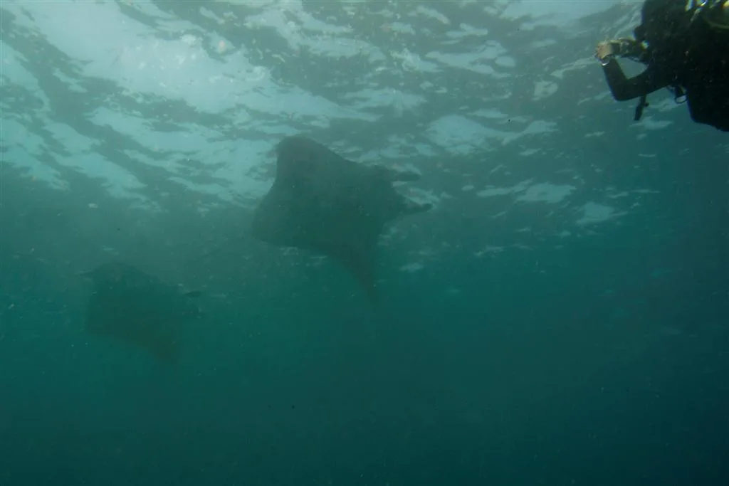 Two manta rays and a diver in green plankton rich water just below the surface at Manta Point, Nusa Penida