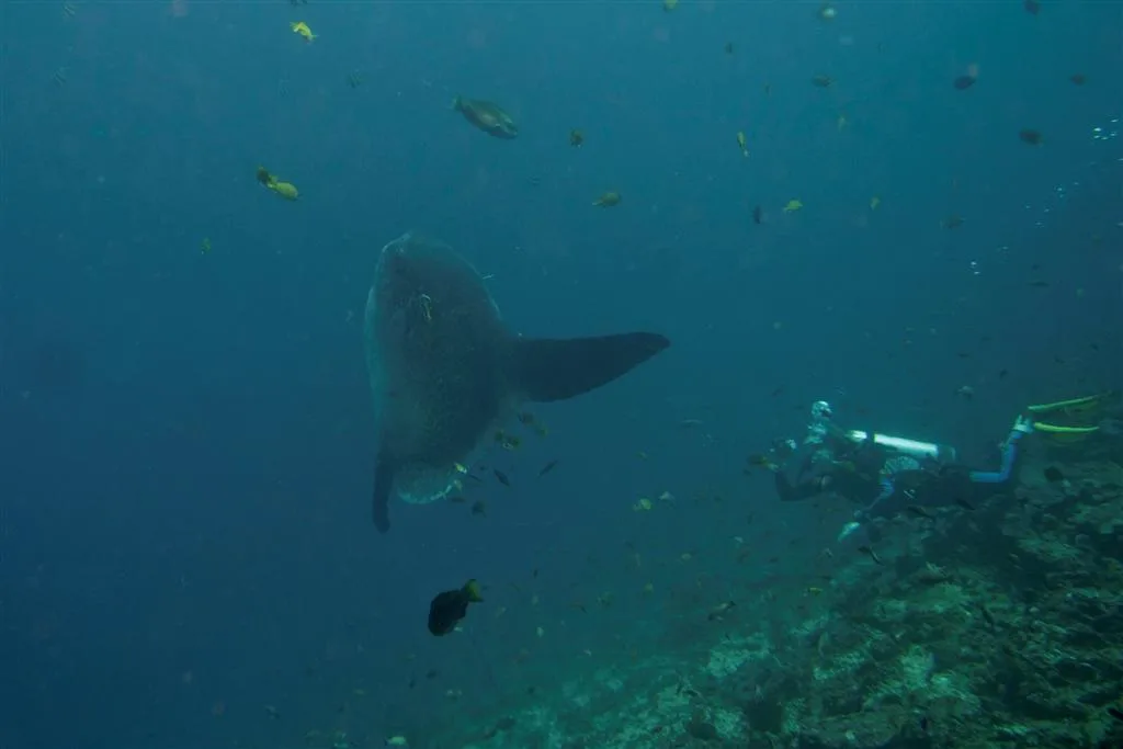 Oceanic sunfish, or mola mola, in deep water with a diver alongside at Crystal Bay, Nusa Penida
