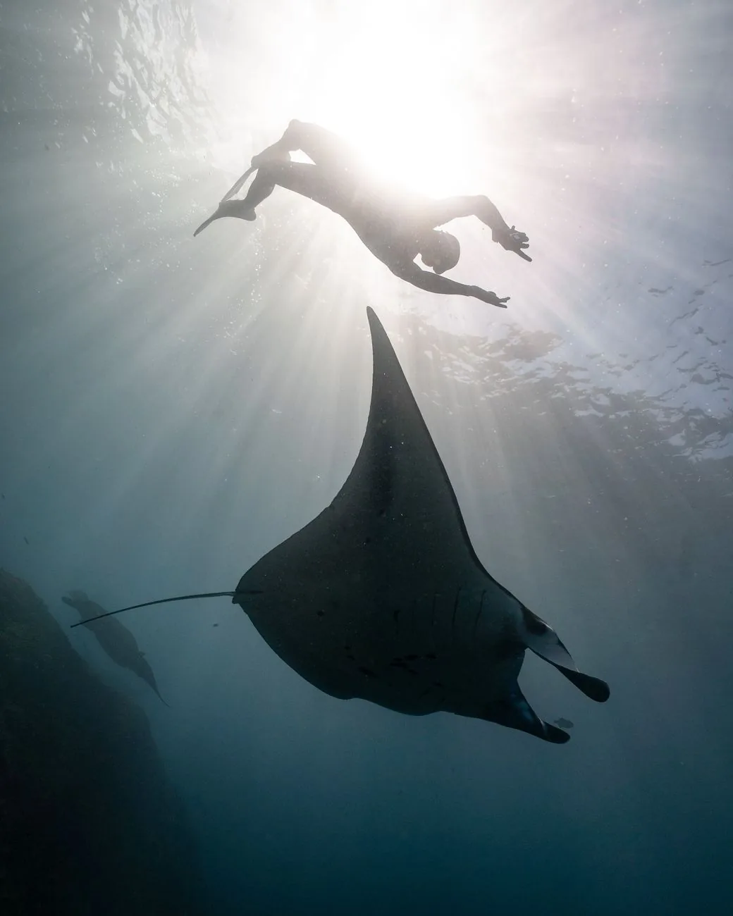Snorkeller at the surface above a manta ray backlit by the sun, Nusa Penida