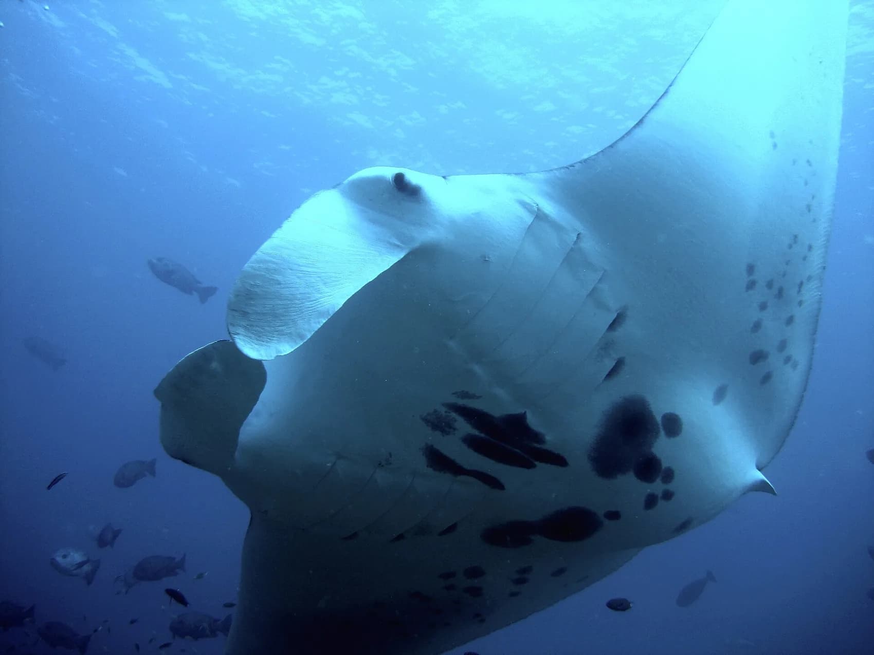 Underside of a reef manta ray at a cleaning station, photographed in the Maldives, with small fish working along its belly and gills
