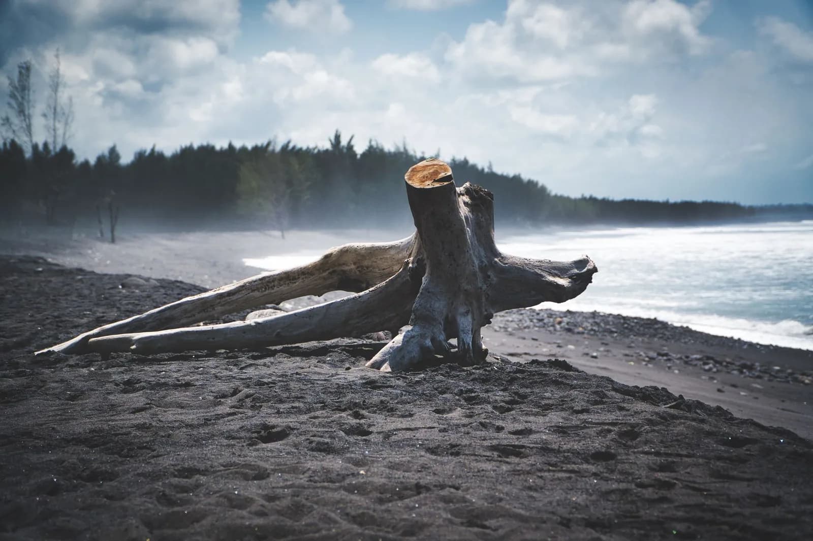 Empty black volcanic sand beach with a bleached driftwood stump and casuarina pines behind, under a cloudy sky