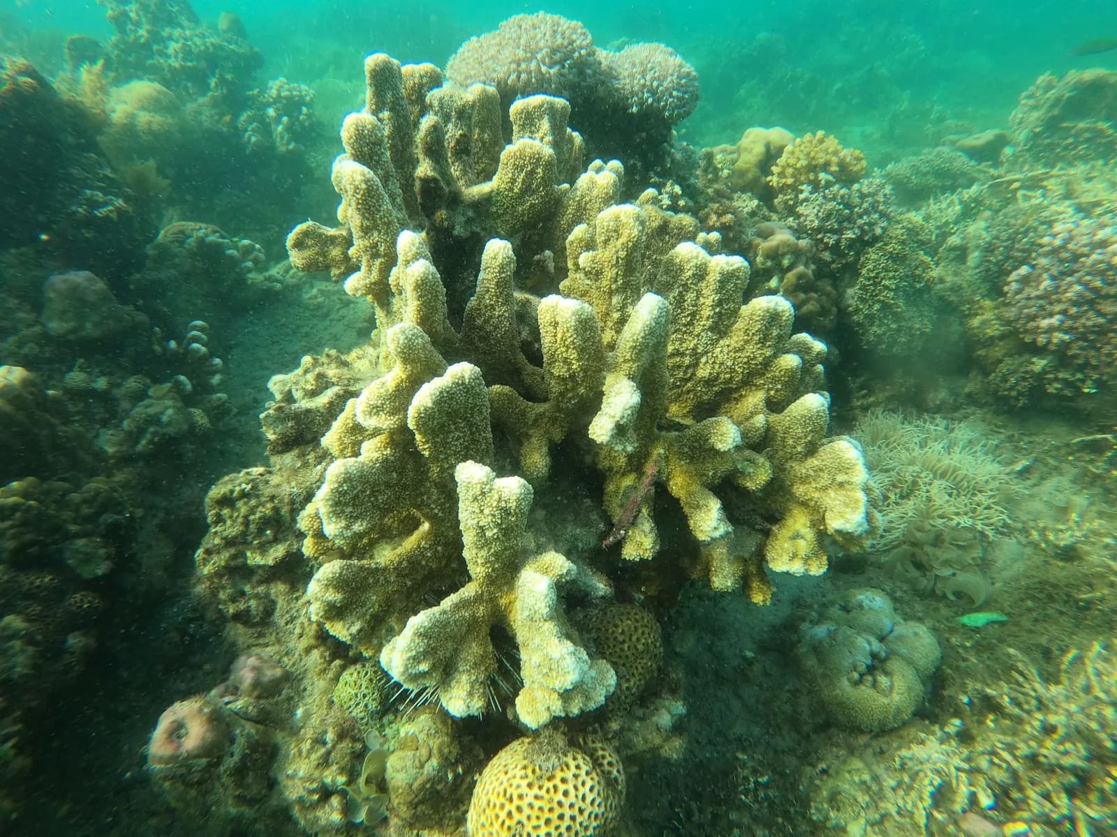 Hard coral colonies in shallow water seen while snorkelling, with sea urchins in the crevices and small fish over the reef