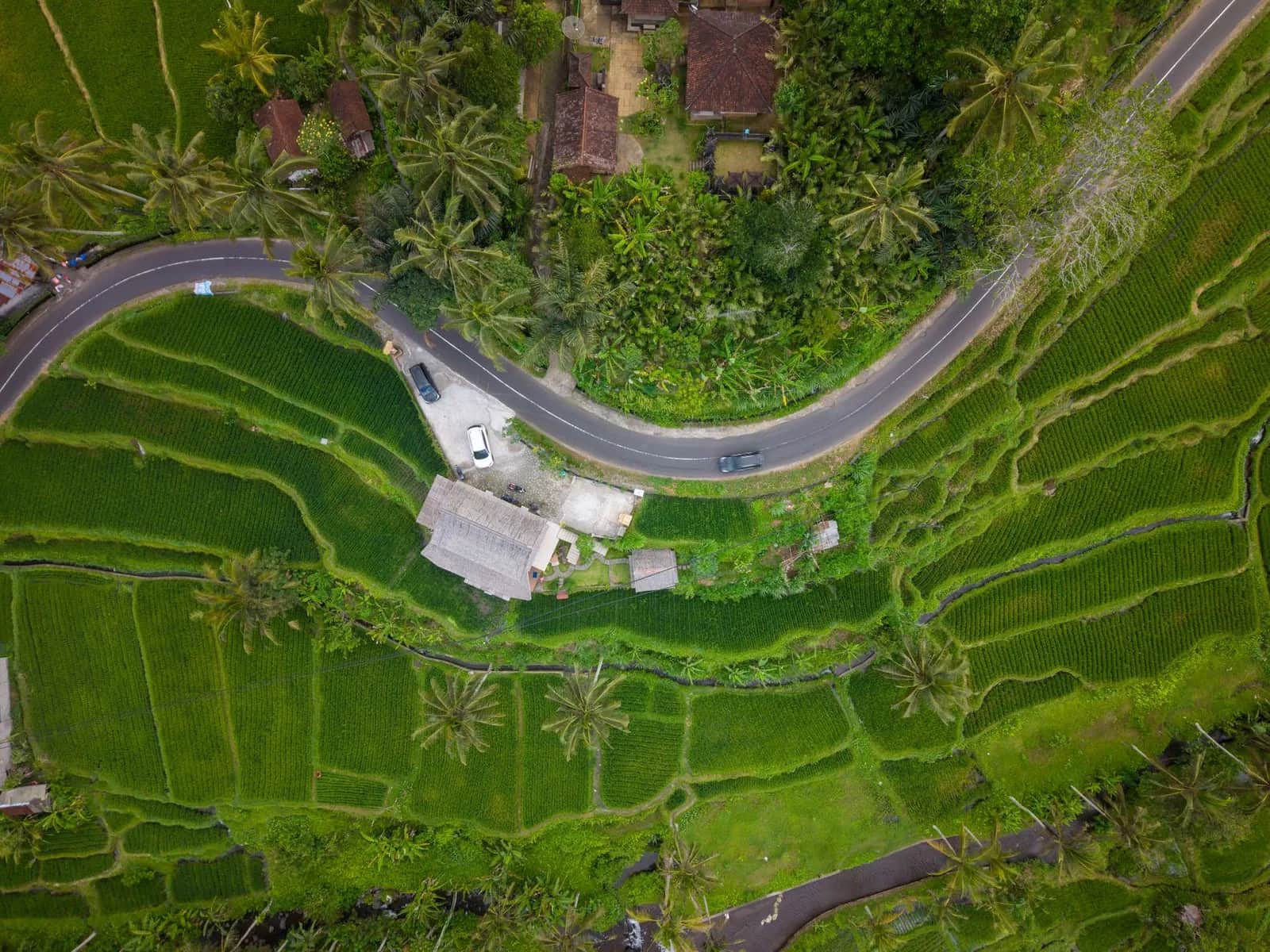 Aerial view of cars on a winding country road through green rice terraces and palm trees in Bali