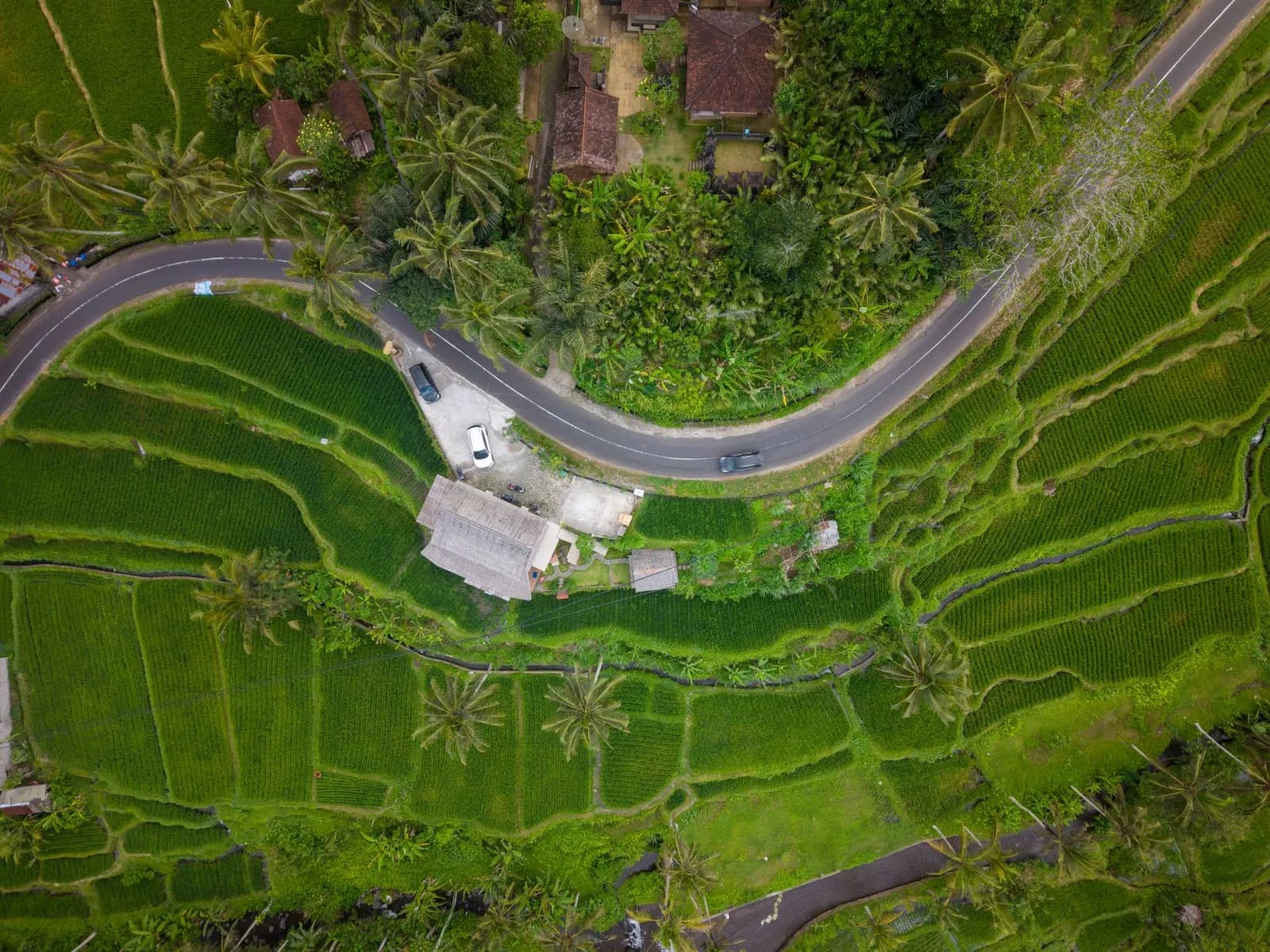 Aerial view of cars on a winding country road through green rice terraces and palm trees in Bali