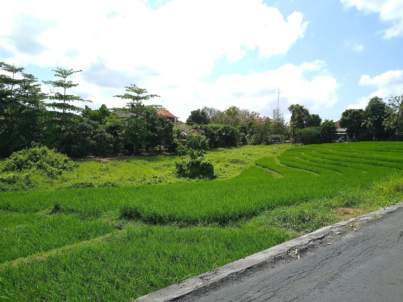 Rice paddy beside a road in Canggu, where the private transfer from Bali airport ends