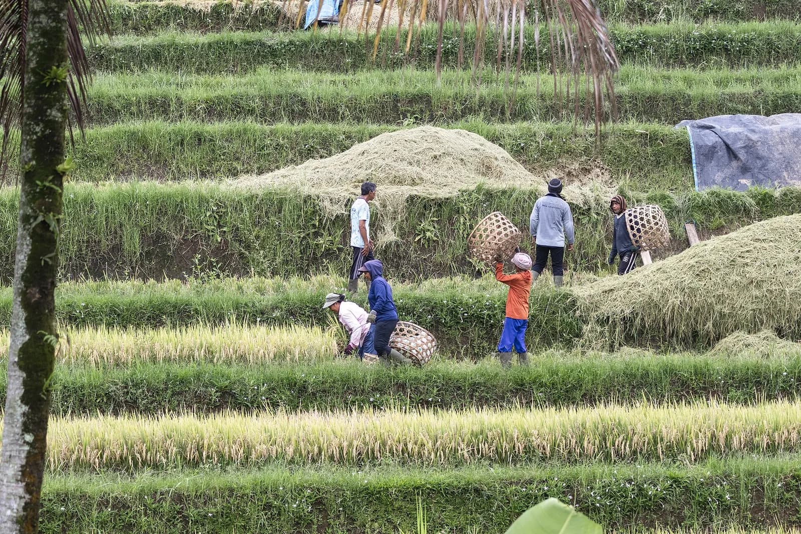 Farmers harvesting rice on the terraces of Jatiluwih, Tabanan, Bali