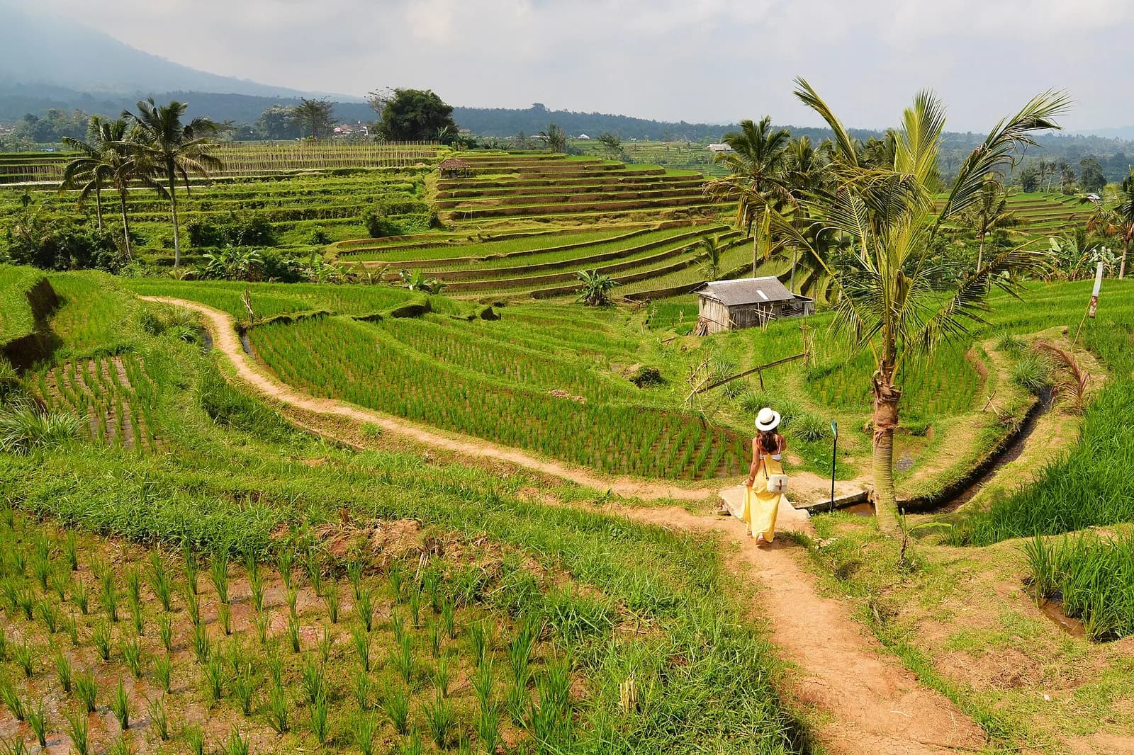 Walker on a dirt path along an irrigation channel between the rice paddies at Jatiluwih, Tabanan, Bali