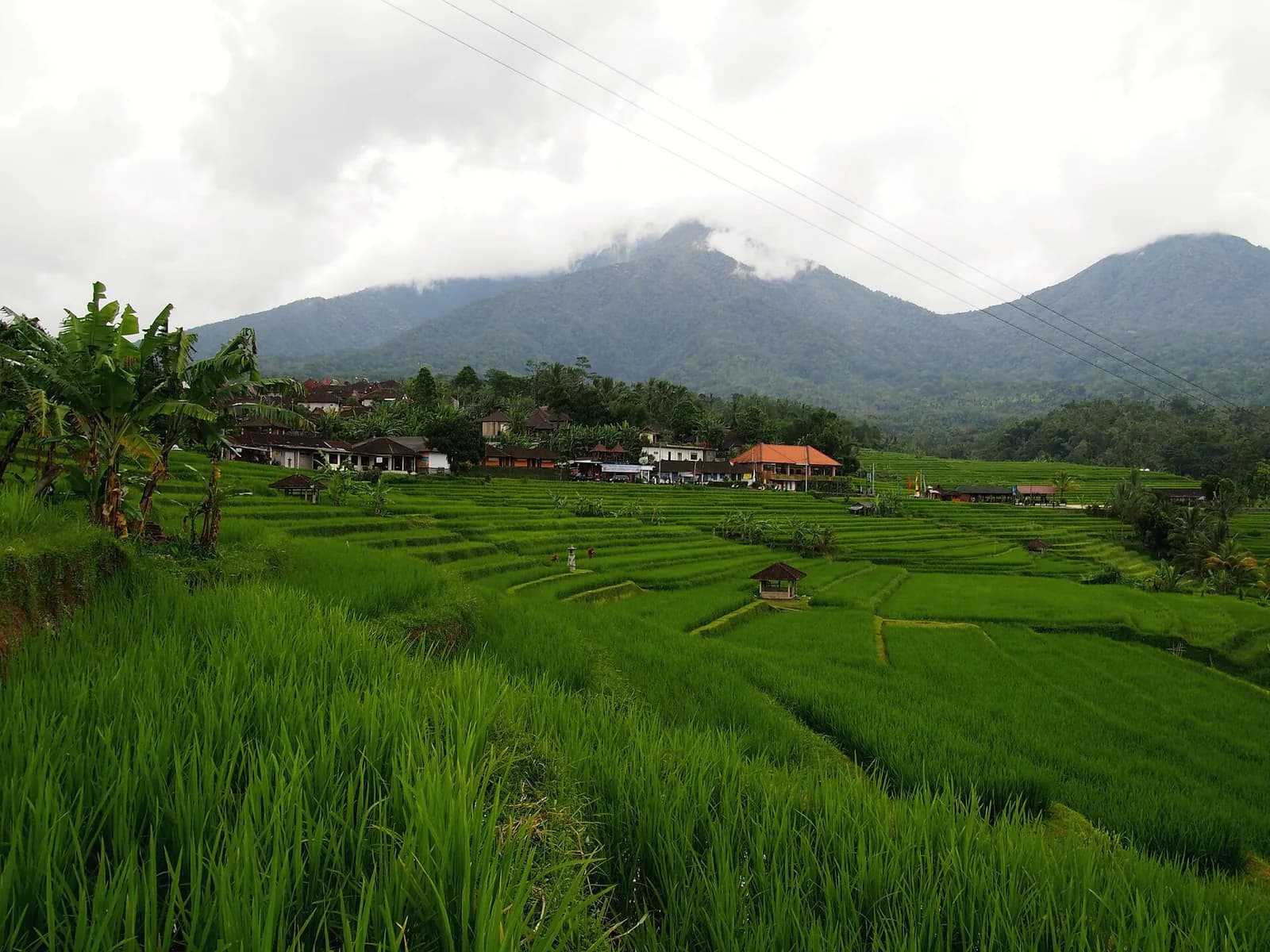 Green rice terraces spreading across the Jatiluwih plateau with the Batukaru mountains behind, Tabanan, Bali