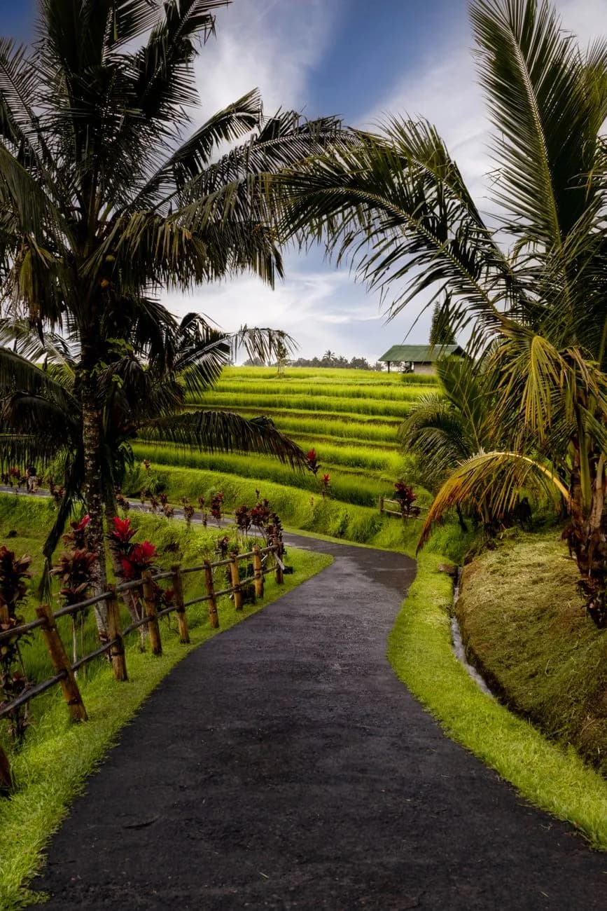 A paved walking path lined with palms and red cordyline climbing between bright green rice terraces in Bali
