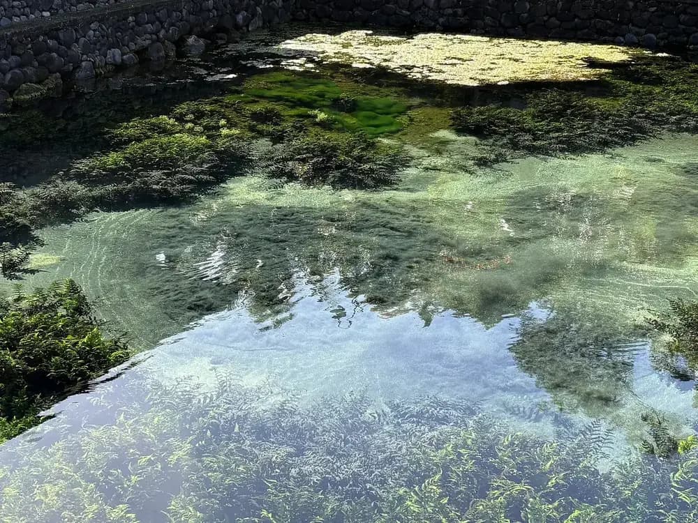 The clear spring pond inside Tirta Empul, water rising through sand under a surface of ferns and reflections