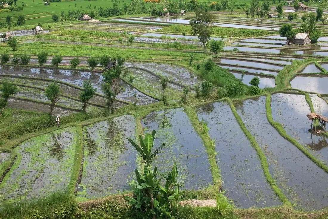 Flooded rice terraces in the hills around Tirta Gangga in Karangasem, east Bali