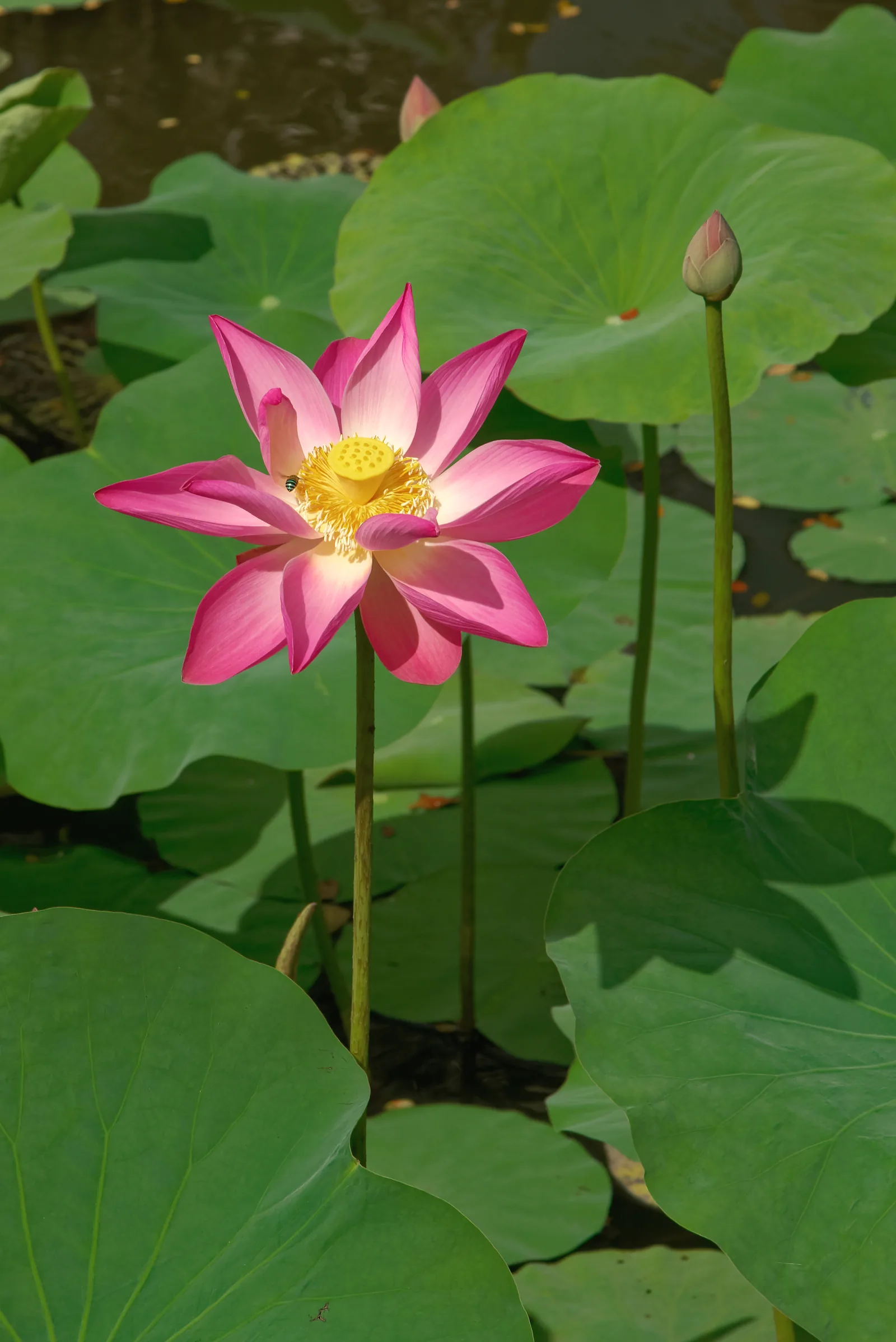 A pink lotus flower open above the leaves in the pond at Pura Taman Saraswati, Ubud, in the morning