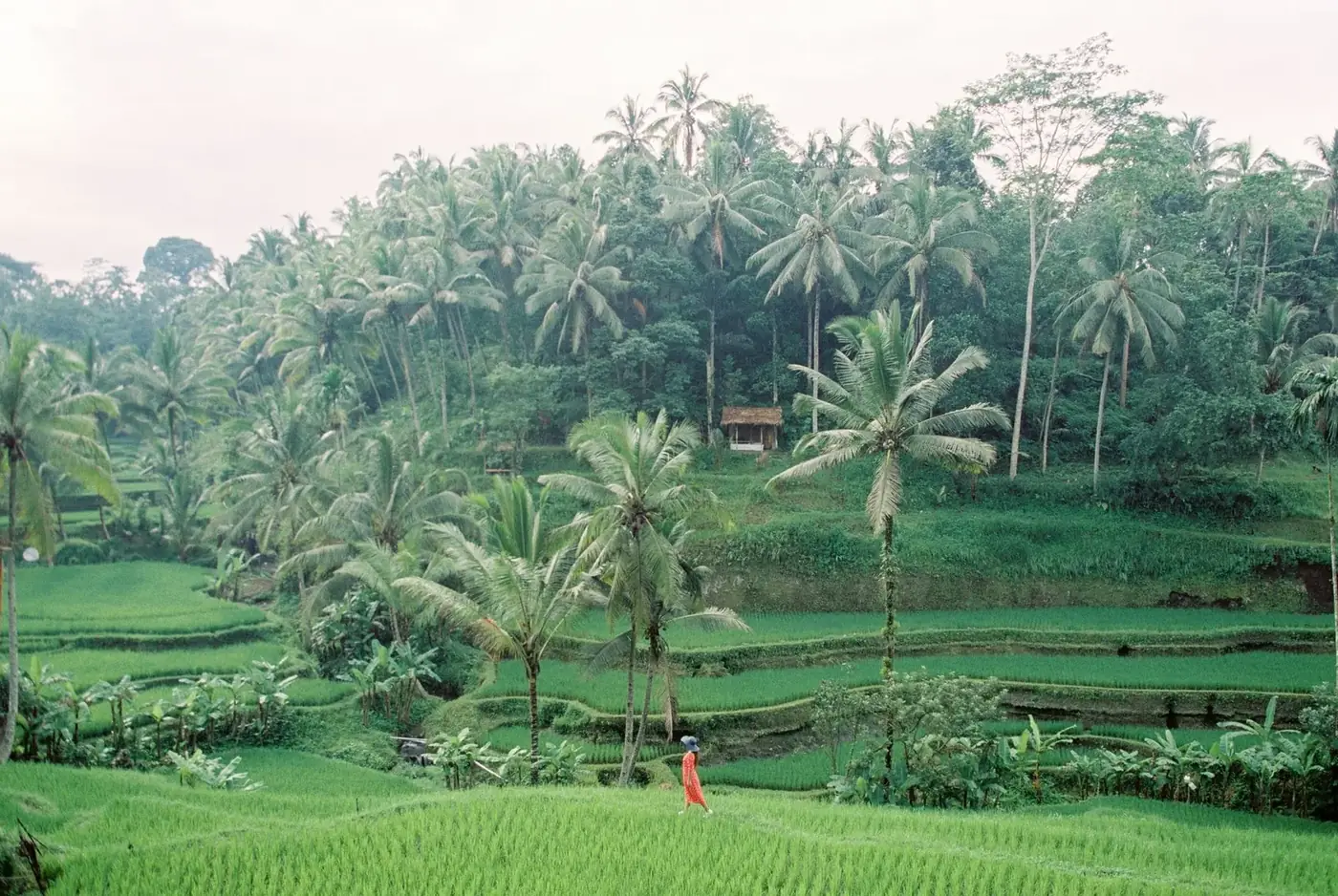 A visitor walking a narrow path between green rice plots below the palms at Tegallalang