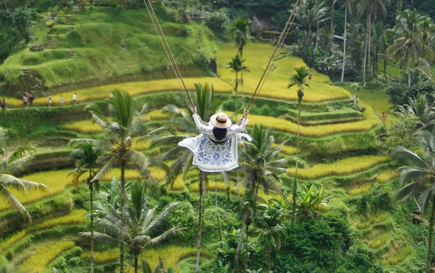 A woman on a rope swing hanging above the ripening rice terraces at Tegallalang