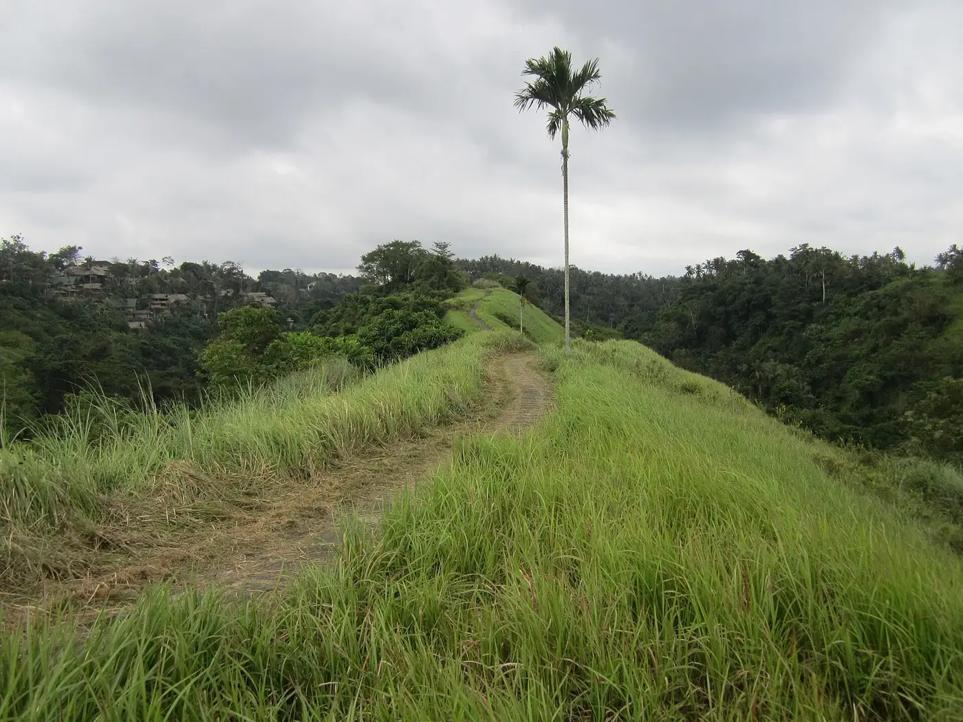 The grass crest of the Campuhan ridge with a lone palm, wooded valleys falling away on both sides