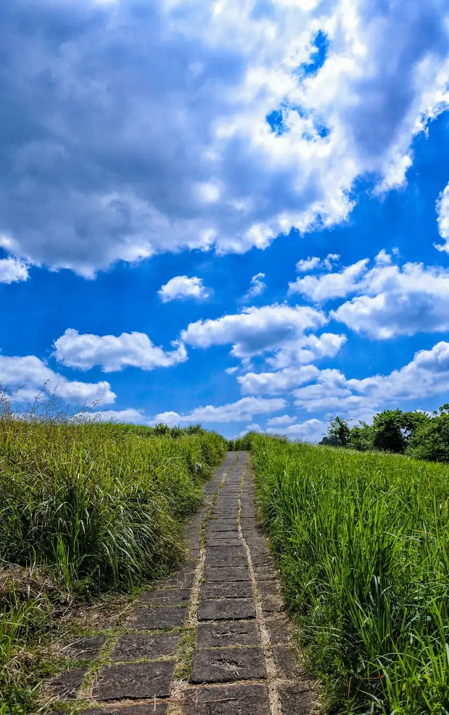 The narrow paved Campuhan path rising between walls of tall grass under an open sky with no shade