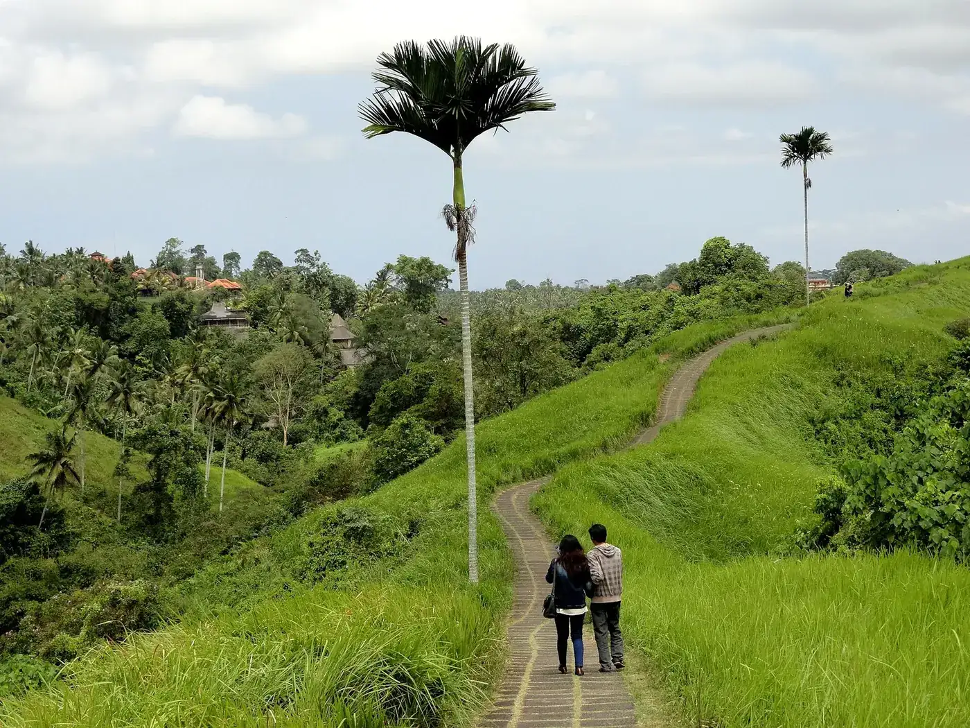 Two walkers on the paved Campuhan ridge path with the wooded valley and a lone palm beside them