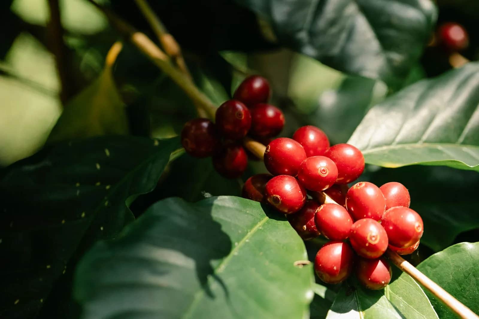 Ripe red coffee cherries on a branch among green leaves