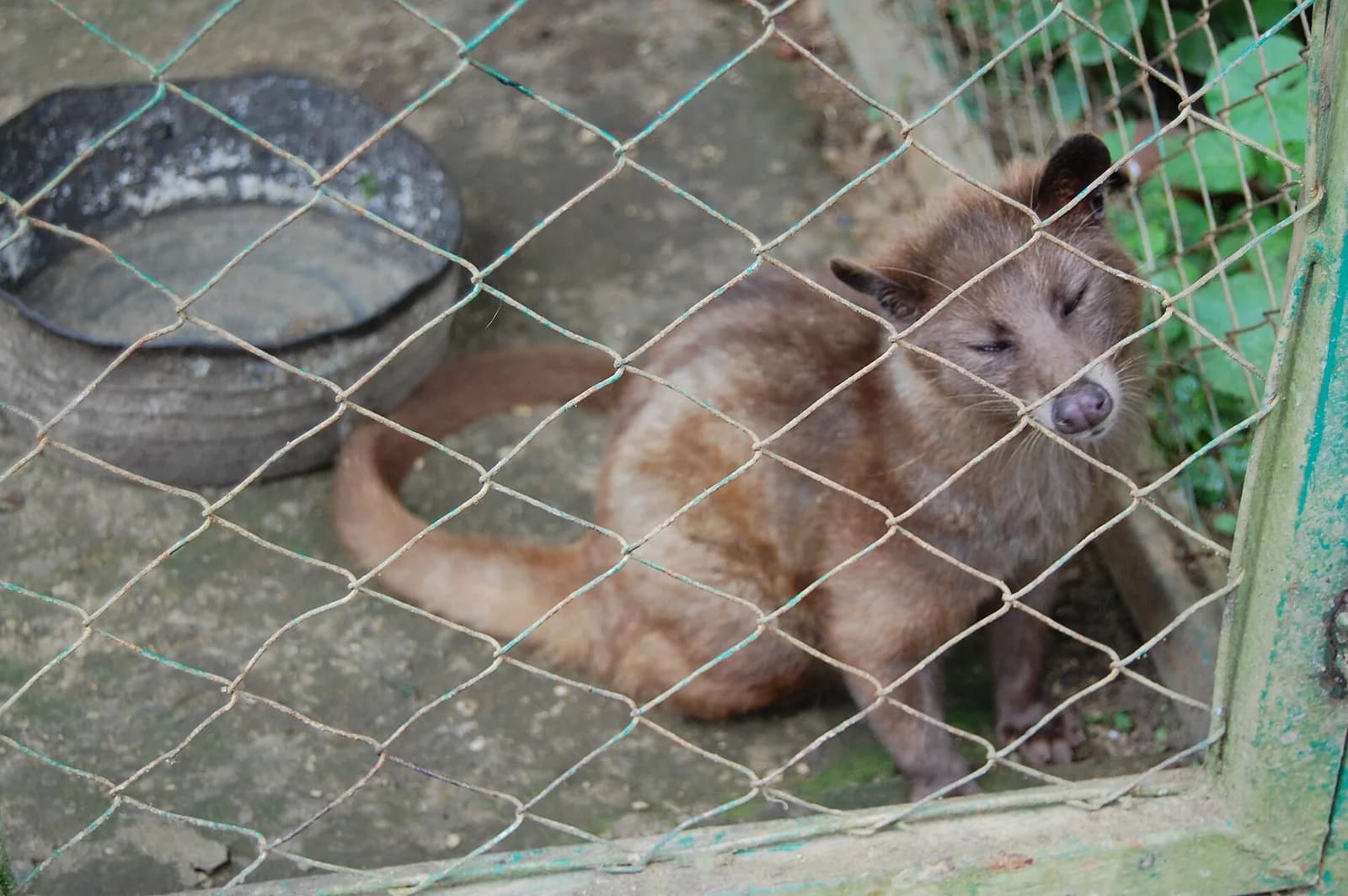 A caged civet behind wire mesh at a kopi luwak plantation in Bali