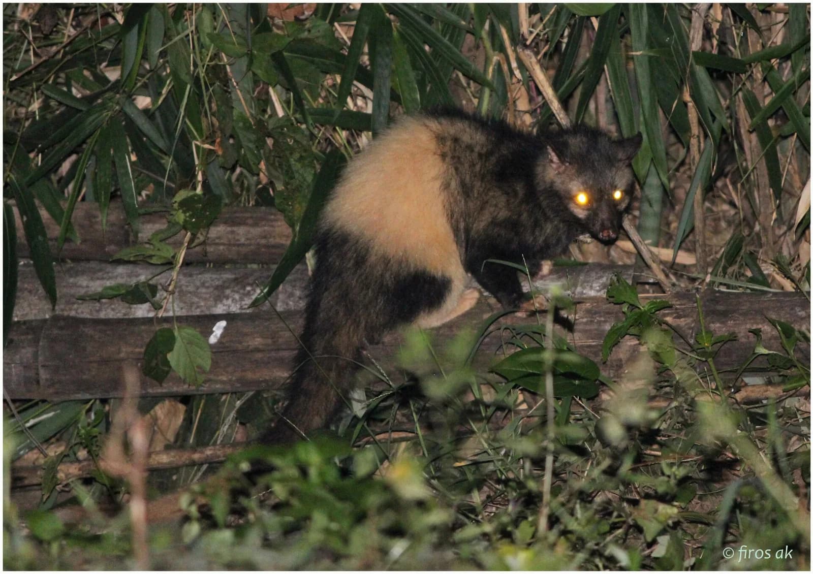 A wild Asian palm civet, the animal behind kopi luwak, at night among bamboo in Kerala, India
