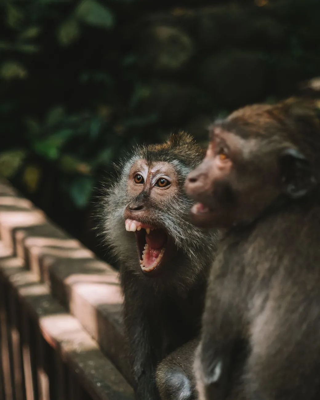 A long-tailed macaque with its mouth wide open showing its canines beside a second macaque in the Sacred Monkey Forest, Ubud