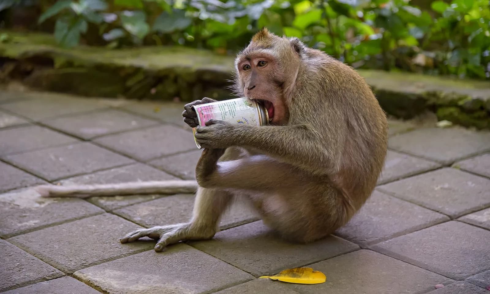 A long-tailed macaque sitting on paving and drinking from a stolen tin can in the Sacred Monkey Forest, Ubud