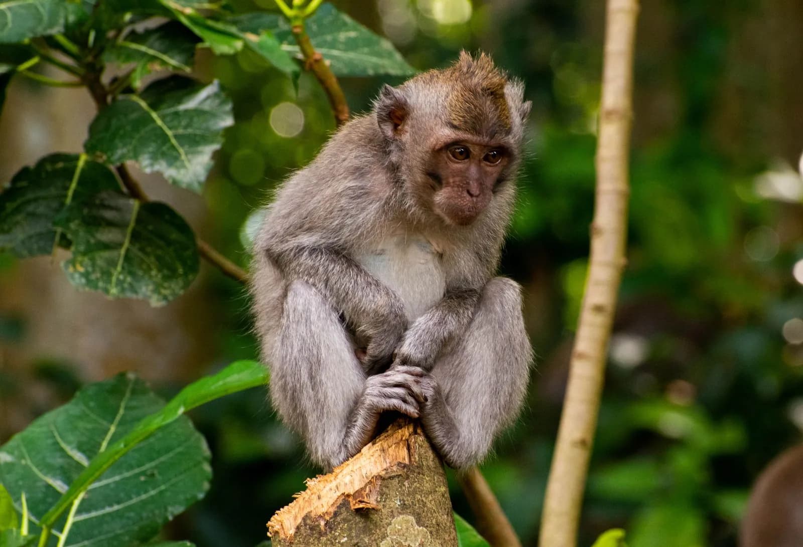 A long-tailed macaque perched on a cut branch in the Sacred Monkey Forest, Ubud