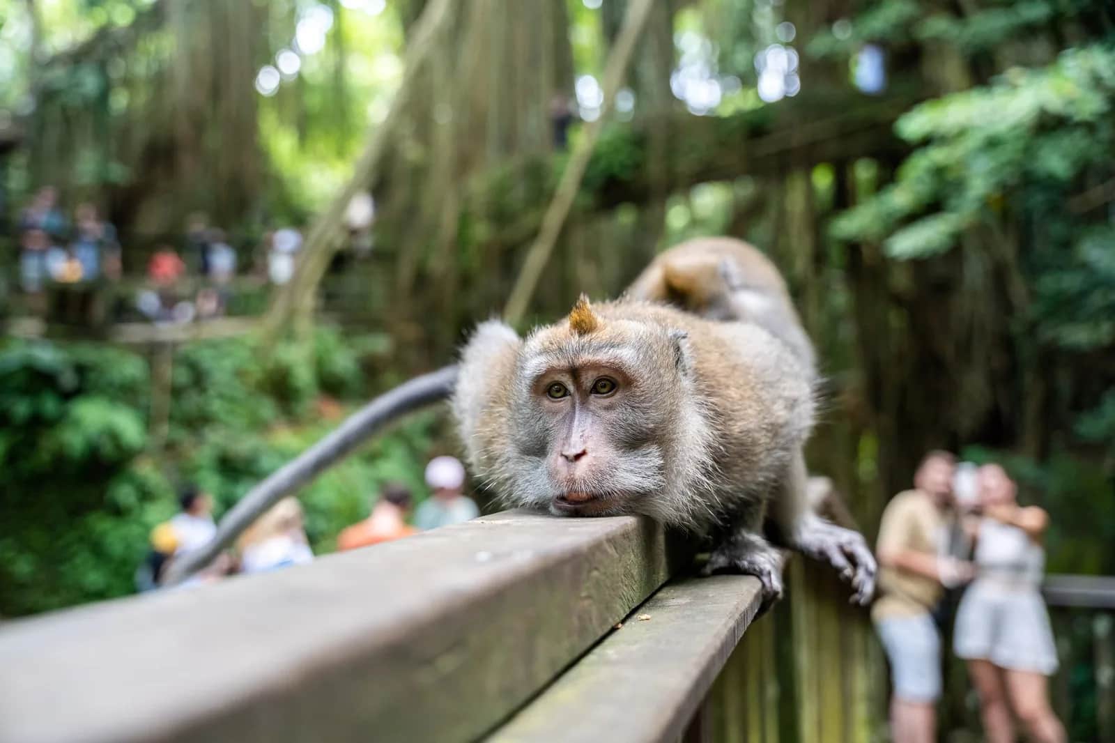 A long-tailed macaque on a handrail with visitors a few steps behind it in the Sacred Monkey Forest Sanctuary, Ubud, Bali