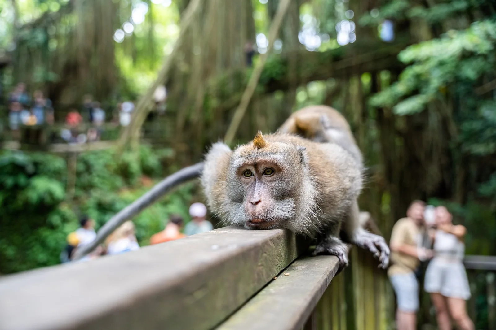 A long-tailed macaque on a handrail with visitors behind it in the Sacred Monkey Forest Sanctuary, Ubud