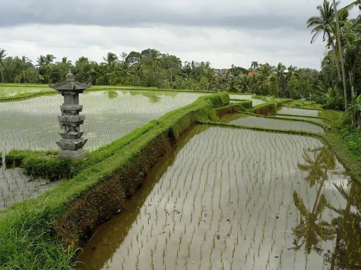 Flooded rice paddies and a stone shrine on the edge of Ubud, Bali