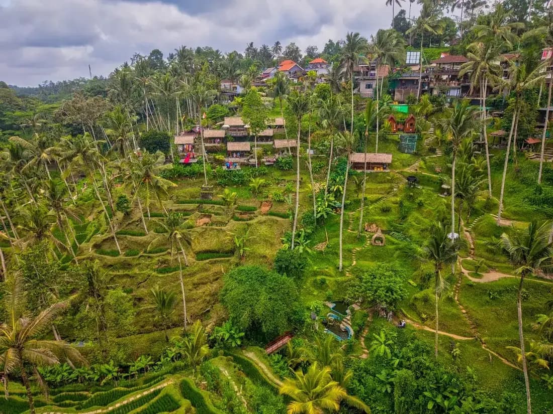 Terraced rice fields and palms in the valley north of Ubud, Bali