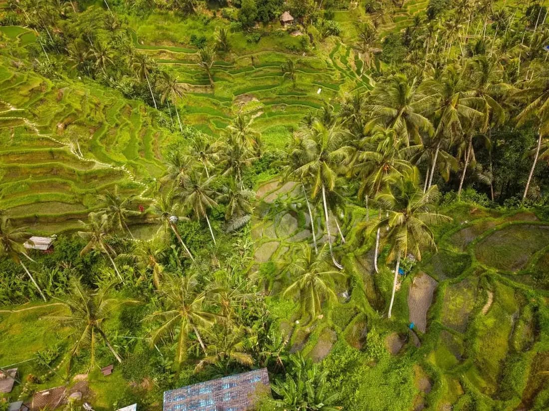 Aerial view of the Tegallalang terraces showing the water channels running between plots