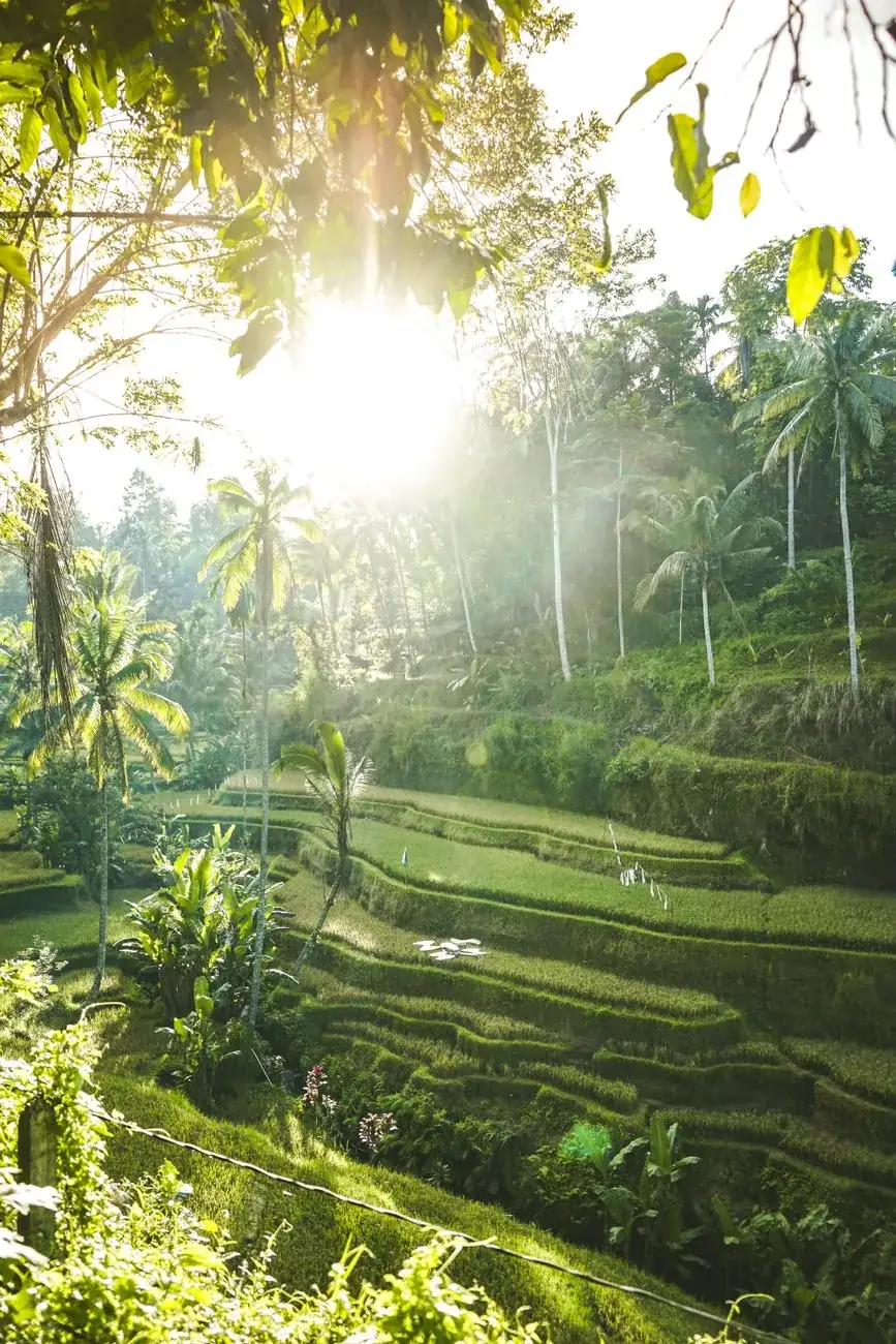 Early morning sun breaking through palms over the green terraces at Tegallalang