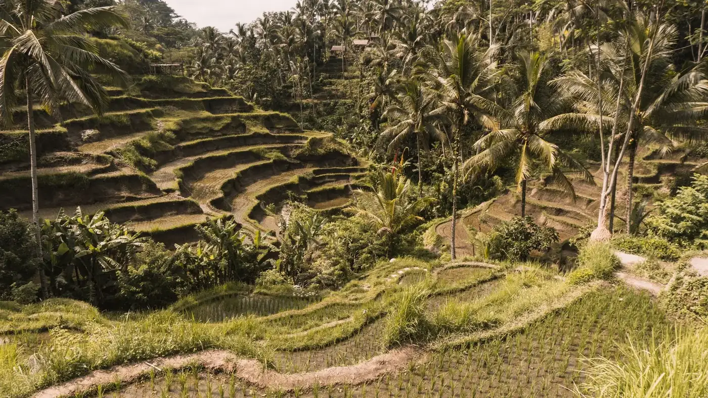The stepped paddy fields of Tegallalang seen across the valley, with coconut palms on the slope