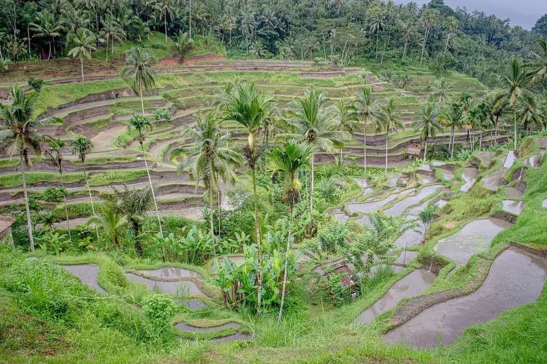 Curved rice terraces stepping down the valley side at Tegallalang, Ubud, Bali