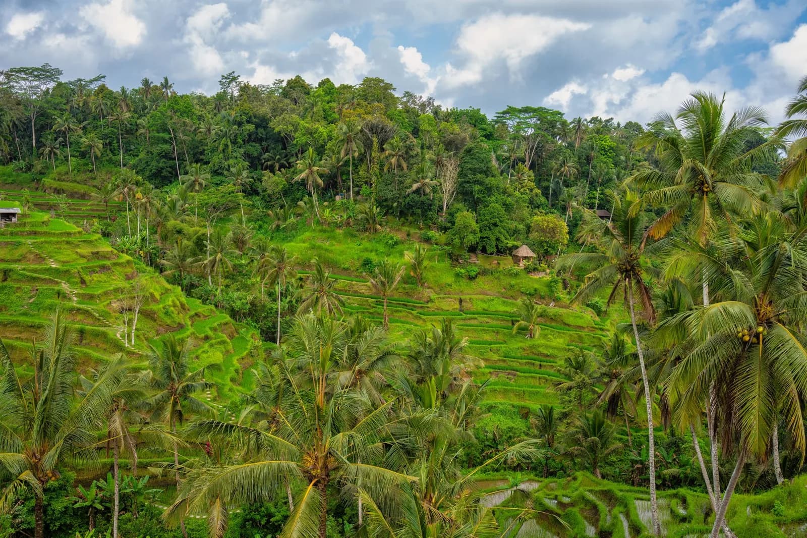 Terraced rice fields among palm trees in Tegallalang, north of Ubud, Bali