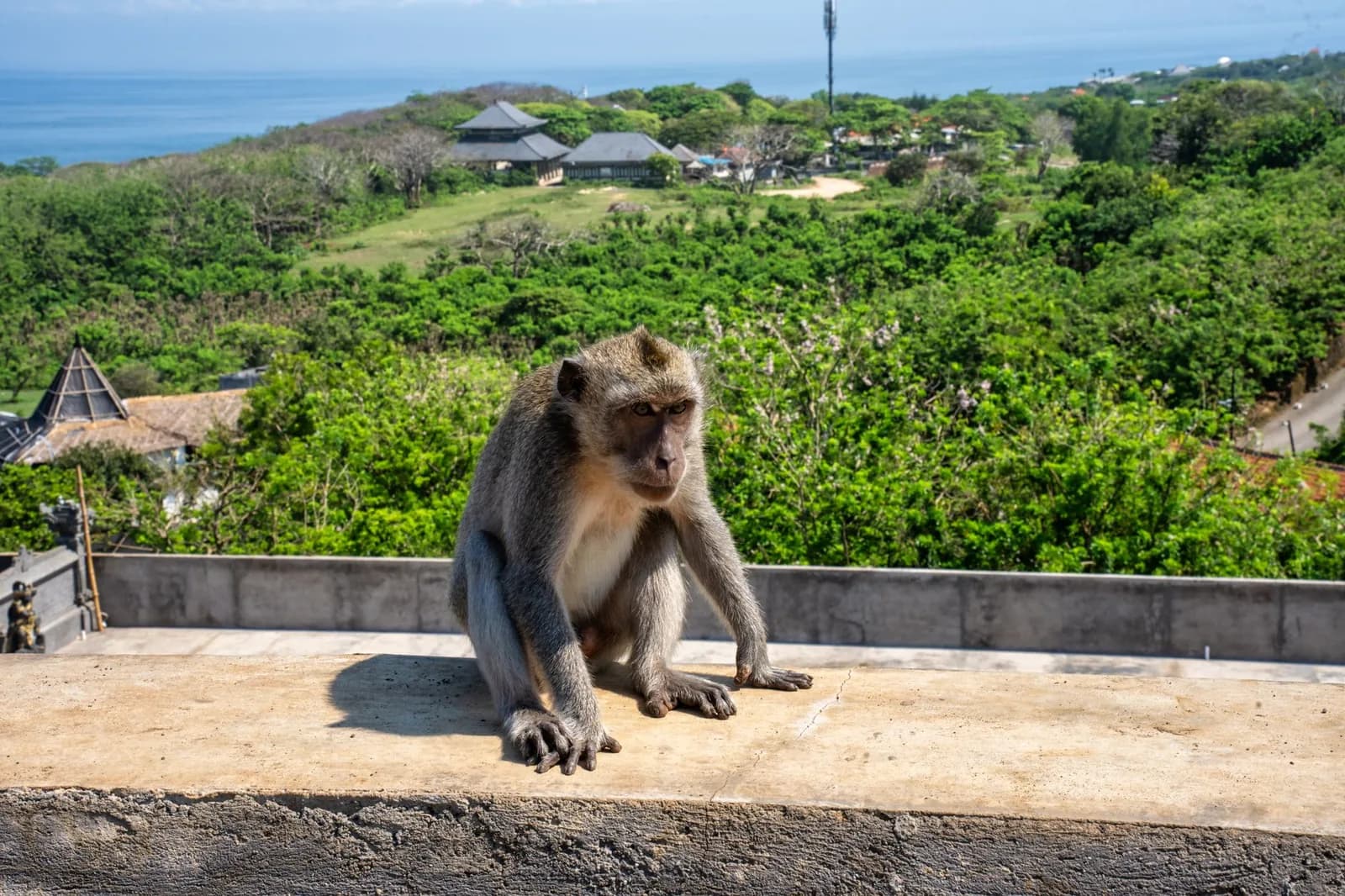 A long-tailed macaque sitting on the wall above the sea on the Uluwatu clifftop, Bali